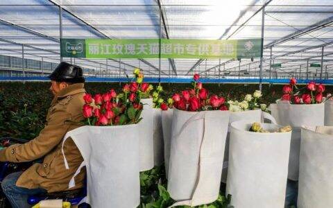 天猫超市在丽江举办鲜花馆上线暨丽江玫瑰首发仪式