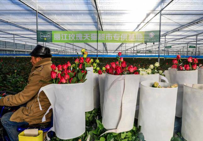 天猫超市“批发价”卖丽江玫瑰 送花上门断枝就赔